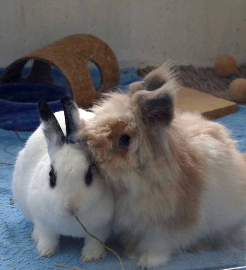 Kaninchenpaar Kathrin Hentzschel